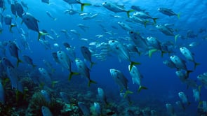 Hoku Swim Skirt: Grapefruit